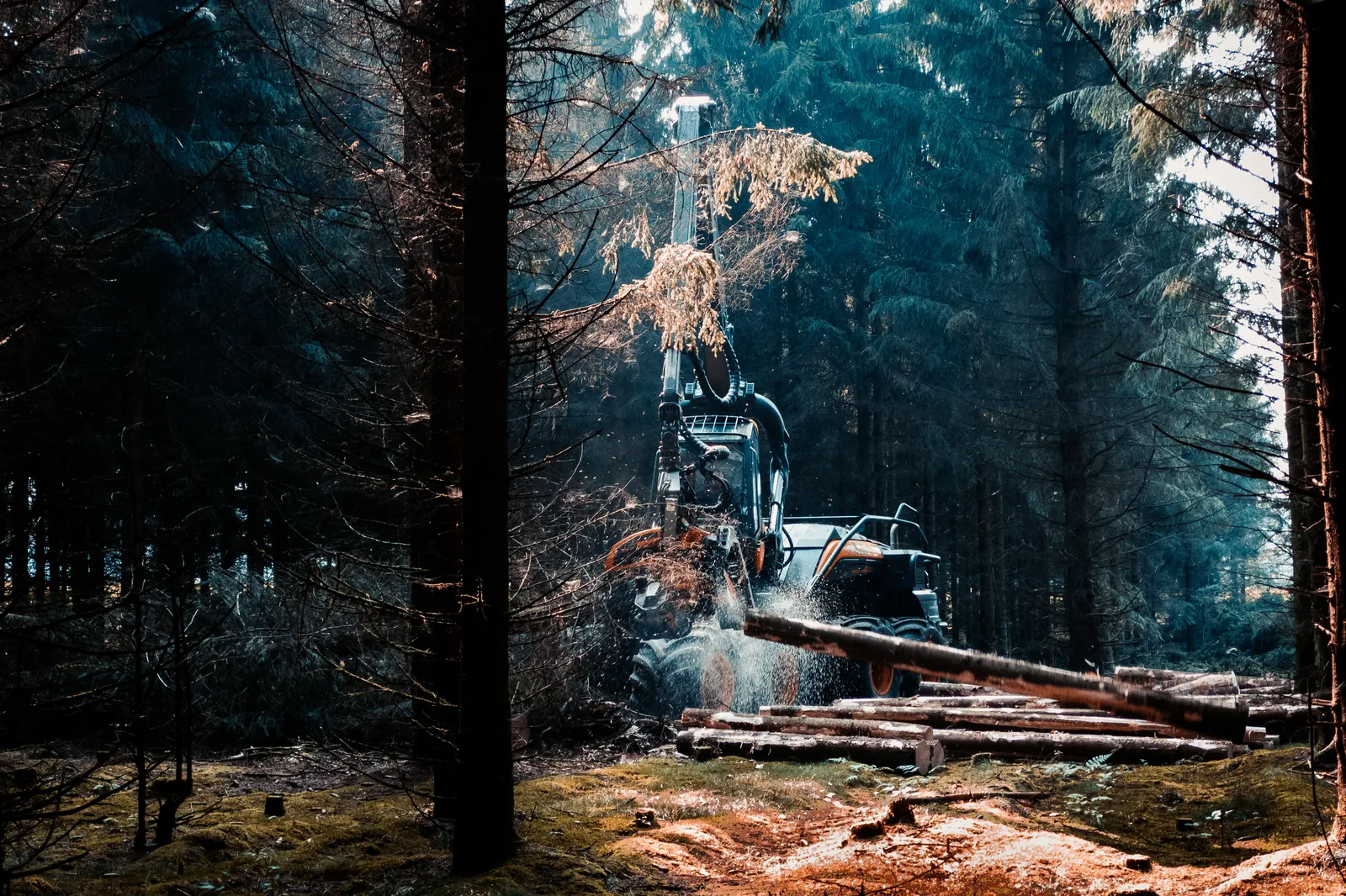 Harvester langetab ja järkab tüve hämaras kuusikus.