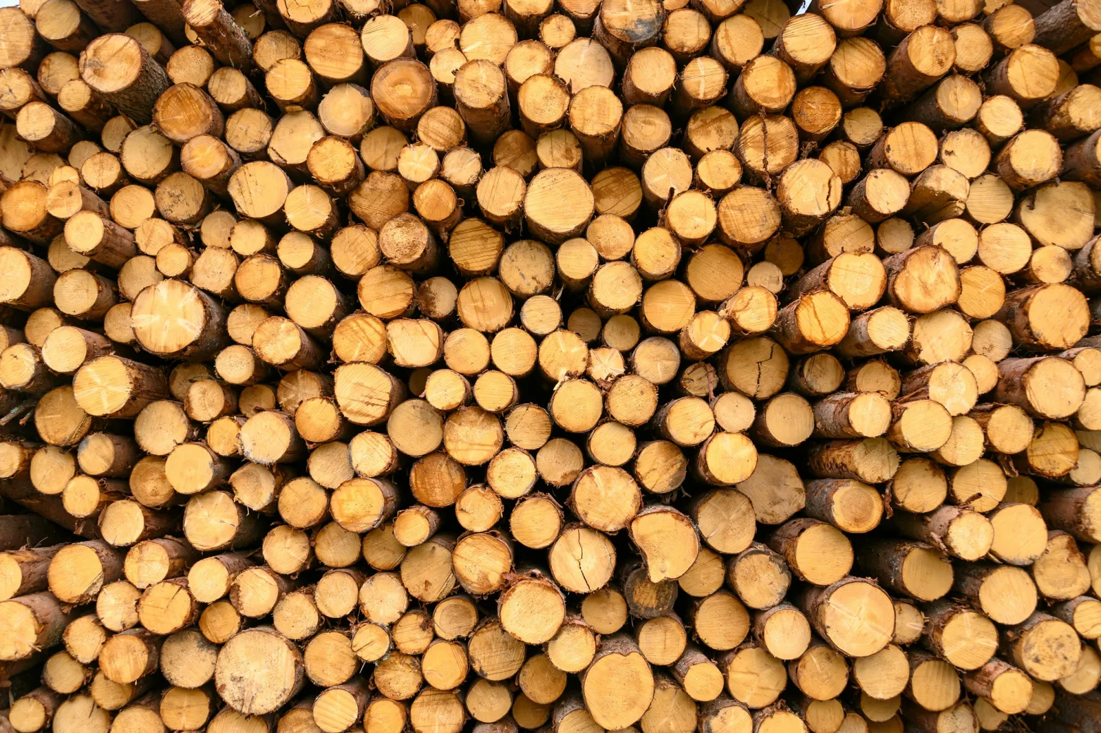 A close-up of the sawn ends of stacked logs, the growth rings visible.